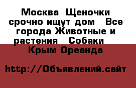 Москва! Щеночки срочно ищут дом - Все города Животные и растения » Собаки   . Крым,Ореанда